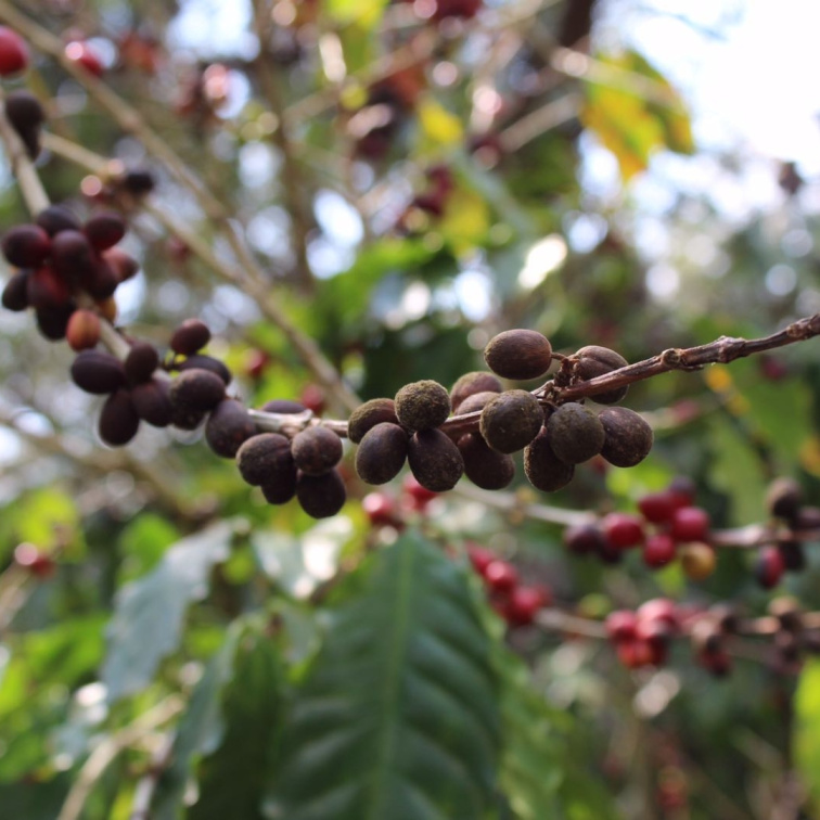 SWEETSHOP - Guatemala espresso