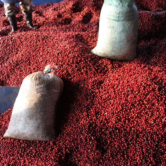 🇬🇹 GUATEMALA: stará dáma výběrovky se zkušenostmi