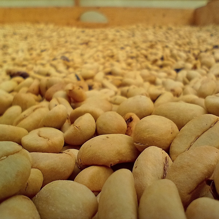 AMIGOS ONLY - Colombia Filter