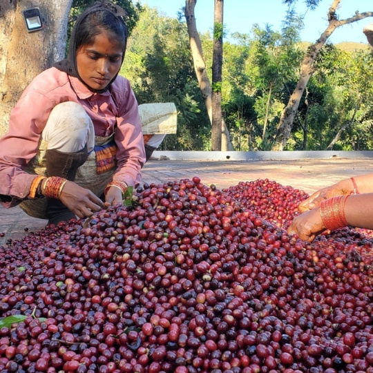 🇮🇳 INDIE: kafe z monzunů, koření a starejch plantáží