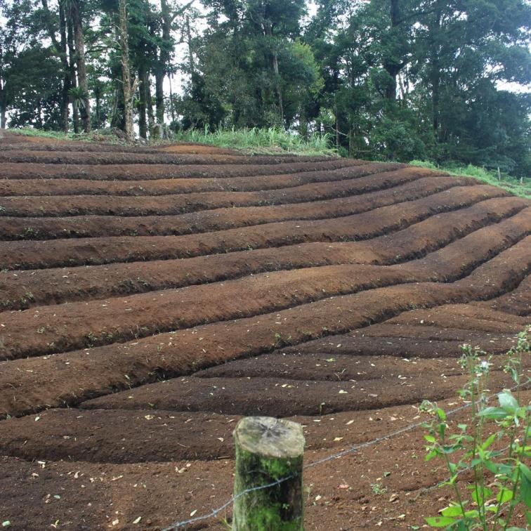 SAY NO TO CAFFEINE! - Honduras Decaf