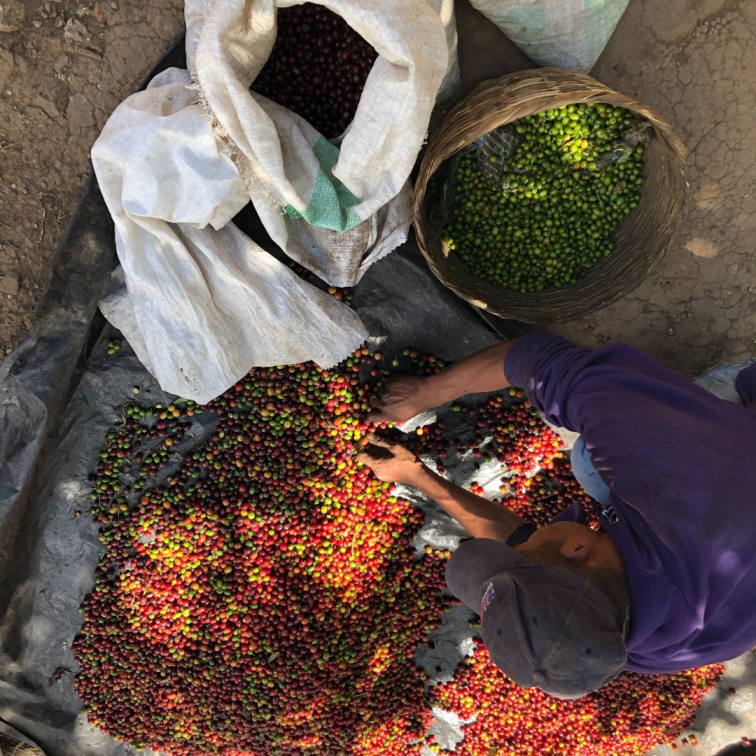 🇸🇻 EL SALVADOR: vulkány & kávový ambice