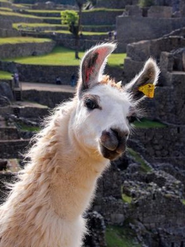 🇵🇪 PERU: andský kafe, který voní po pralese