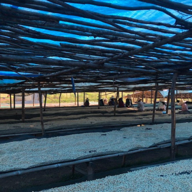 BLUEBERRY HILL - Ethiopia Espresso