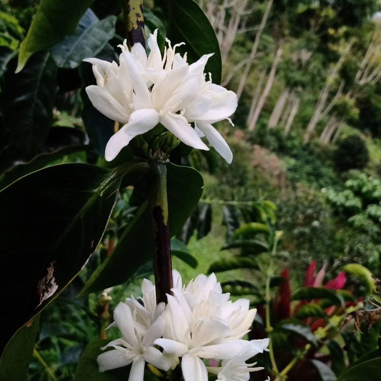 AMIGOS ONLY - Colombia Filter