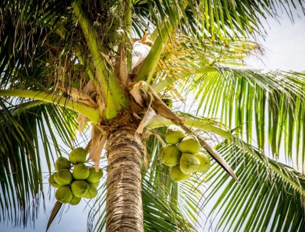 Multifunkční Coco Crayon