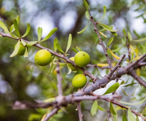 Sérum na obočí Argan Brow Hero Perfect - středně hnědá