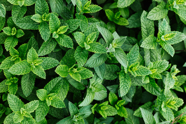 Regenerační vlasový kondicionér