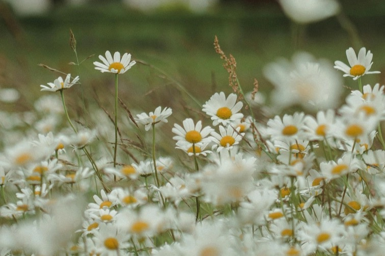 Čistící vlasový šampón