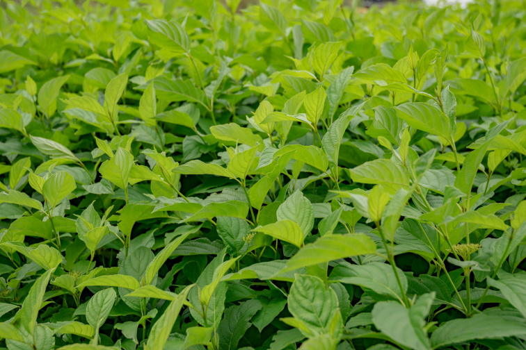 Brusinkové máslo pro oči a rty