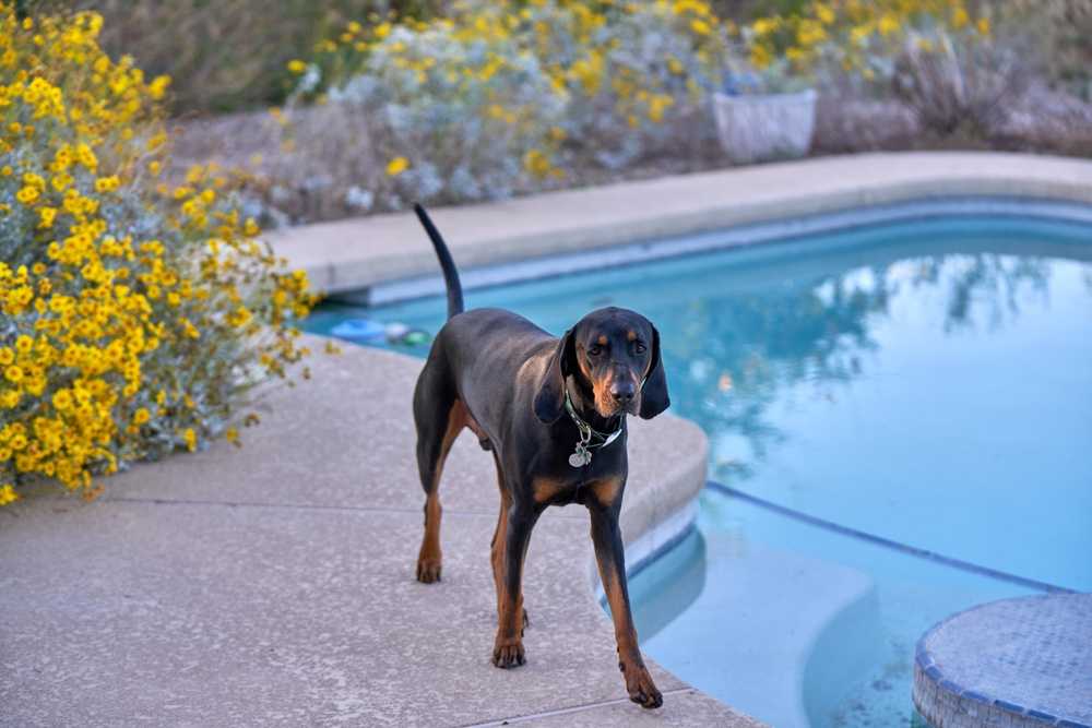 BLACK AND TAN COONHOUND