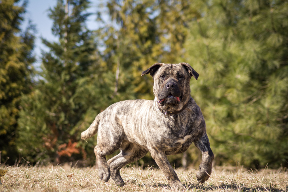 PRESA CANARIO ( KANÁRSKÁ DOGA )