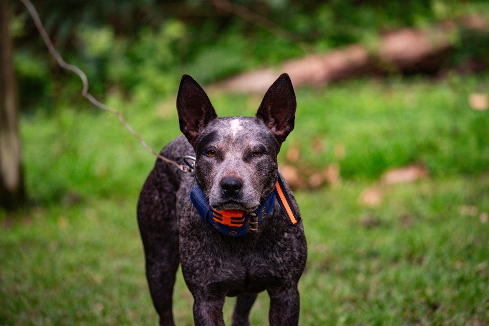 AUSTRALSKÝ HONÁCKÝ PES