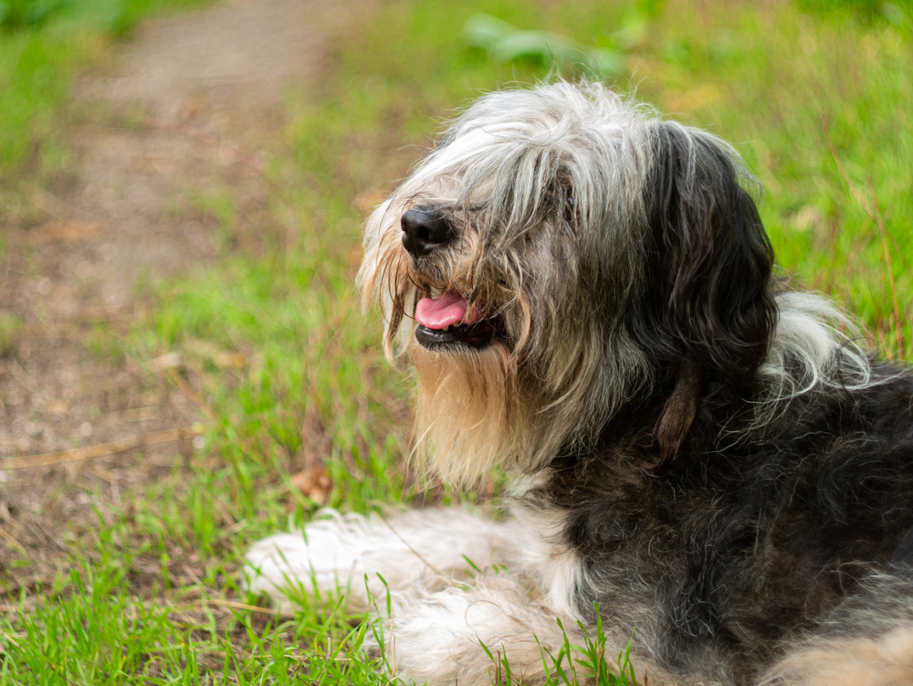 POLSKÝ OVČÁK NÍŽINNÝ