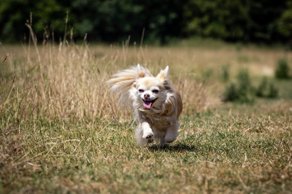 ČIVAVA DLOUHOSRSTÁ
