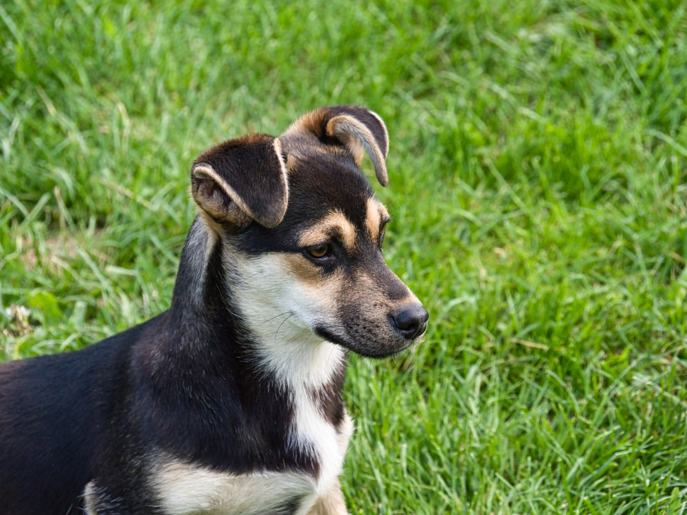 MALI MEDIMURSKI PAS - MEDI