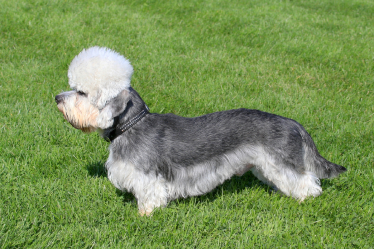 DANDIE DINMONT TERRIER