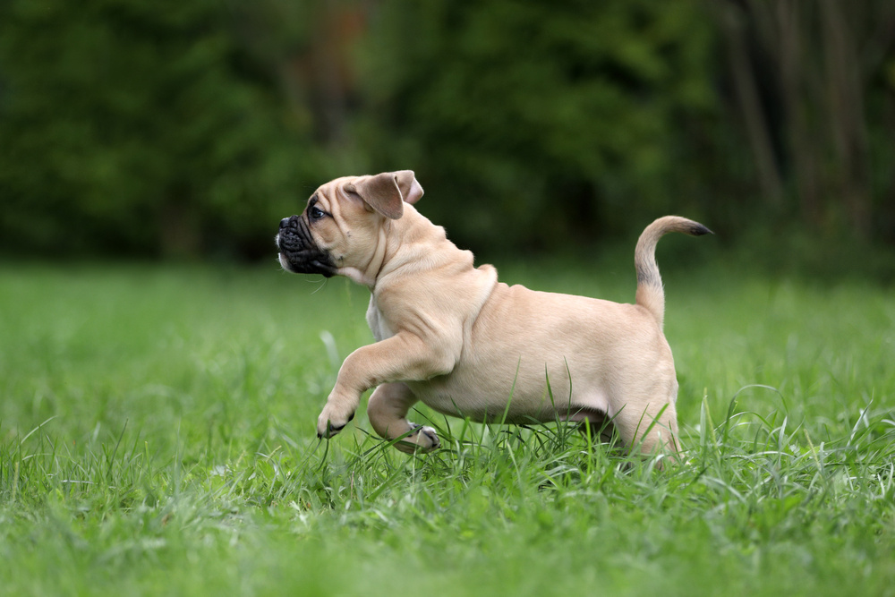 KONTINENTÁLNÍ BULDOK