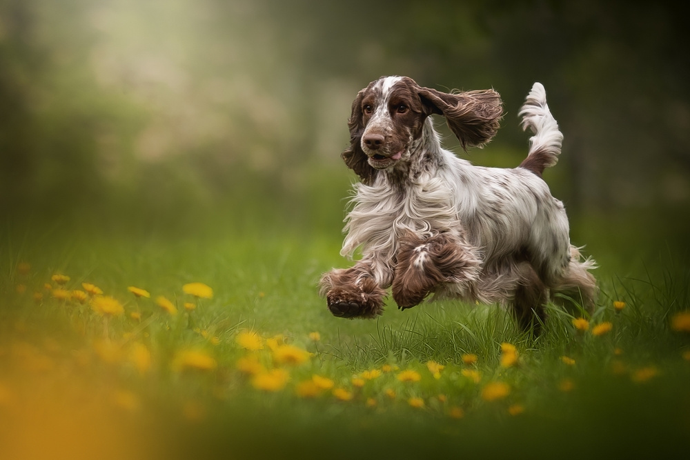 ANGLICKÝ KOKRŠPANĚL