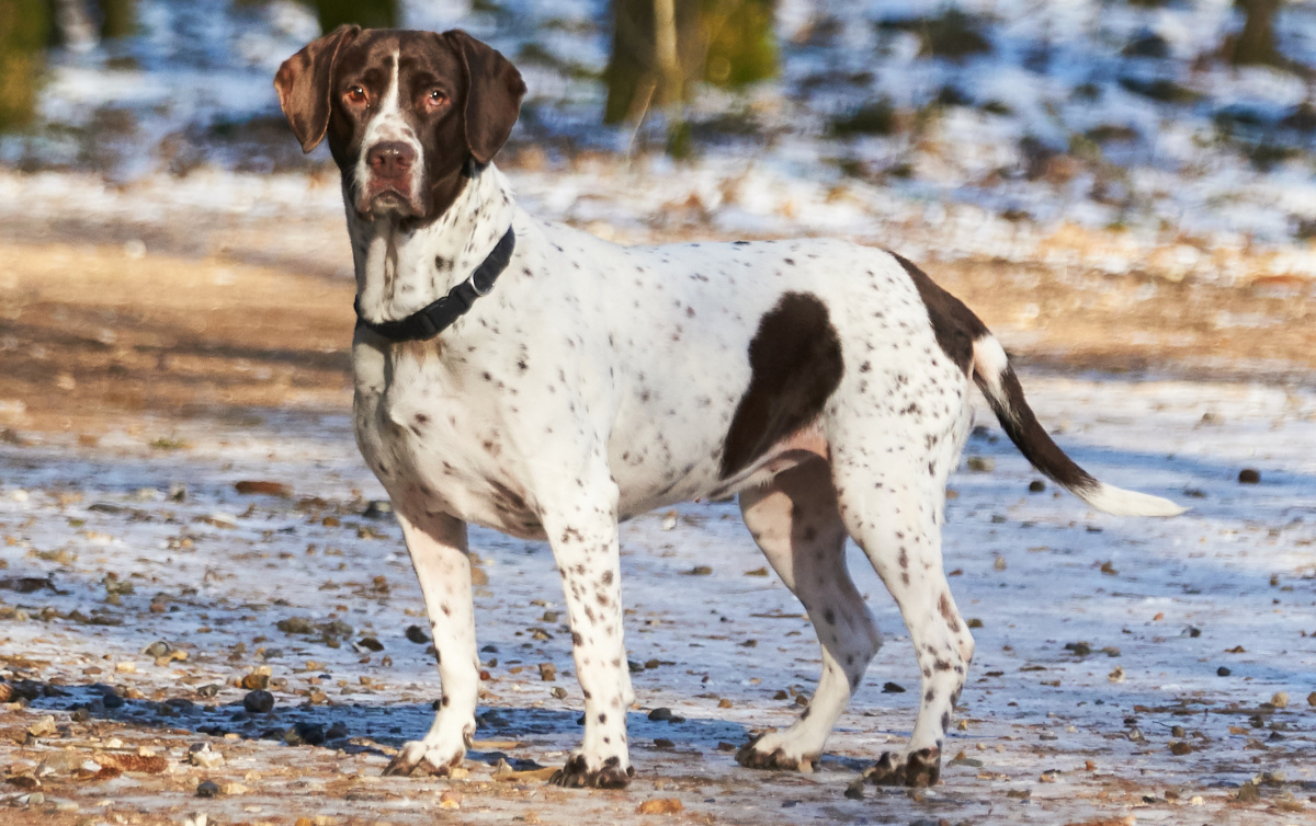 DÁNSKÝ OHAŘ KRÁTKOSRSTÝ