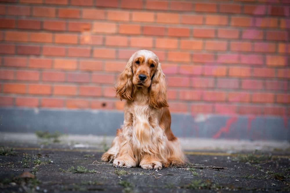 ANGLICKÝ KOKRŠPANĚL