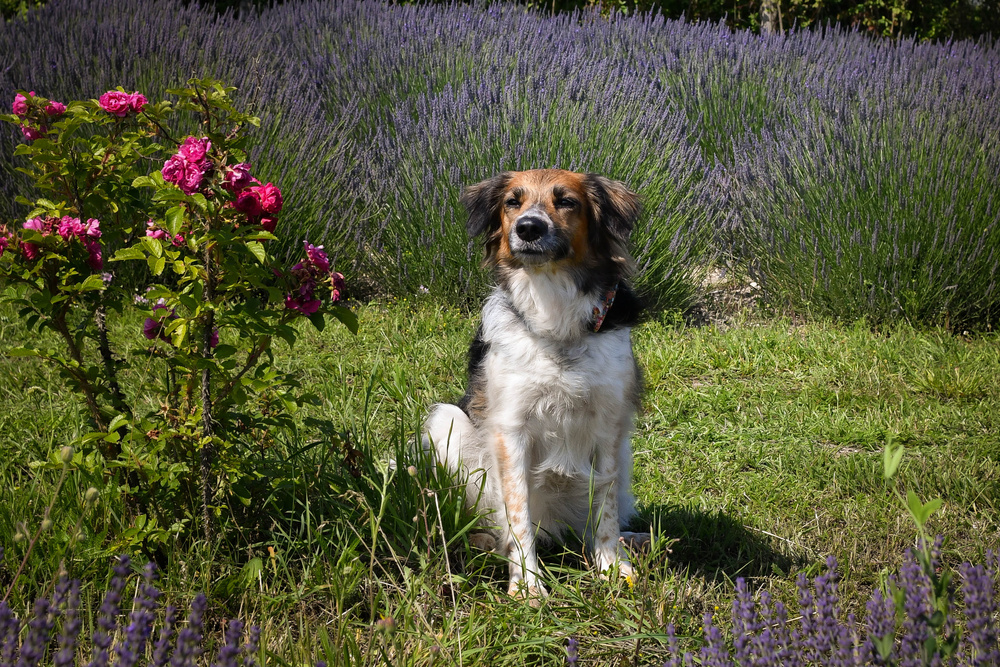 ČESKÝ STRAKATÝ PES