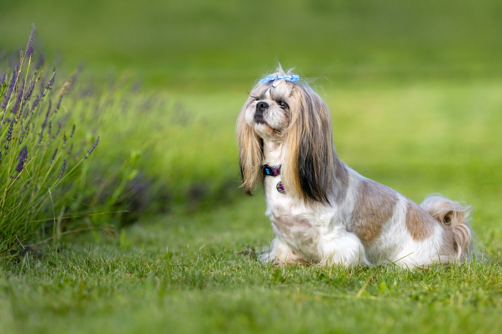 SHIH-TZU