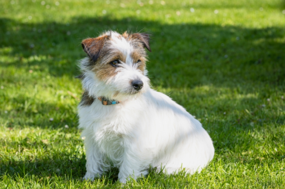 PARSON RUSSELL TERRIER