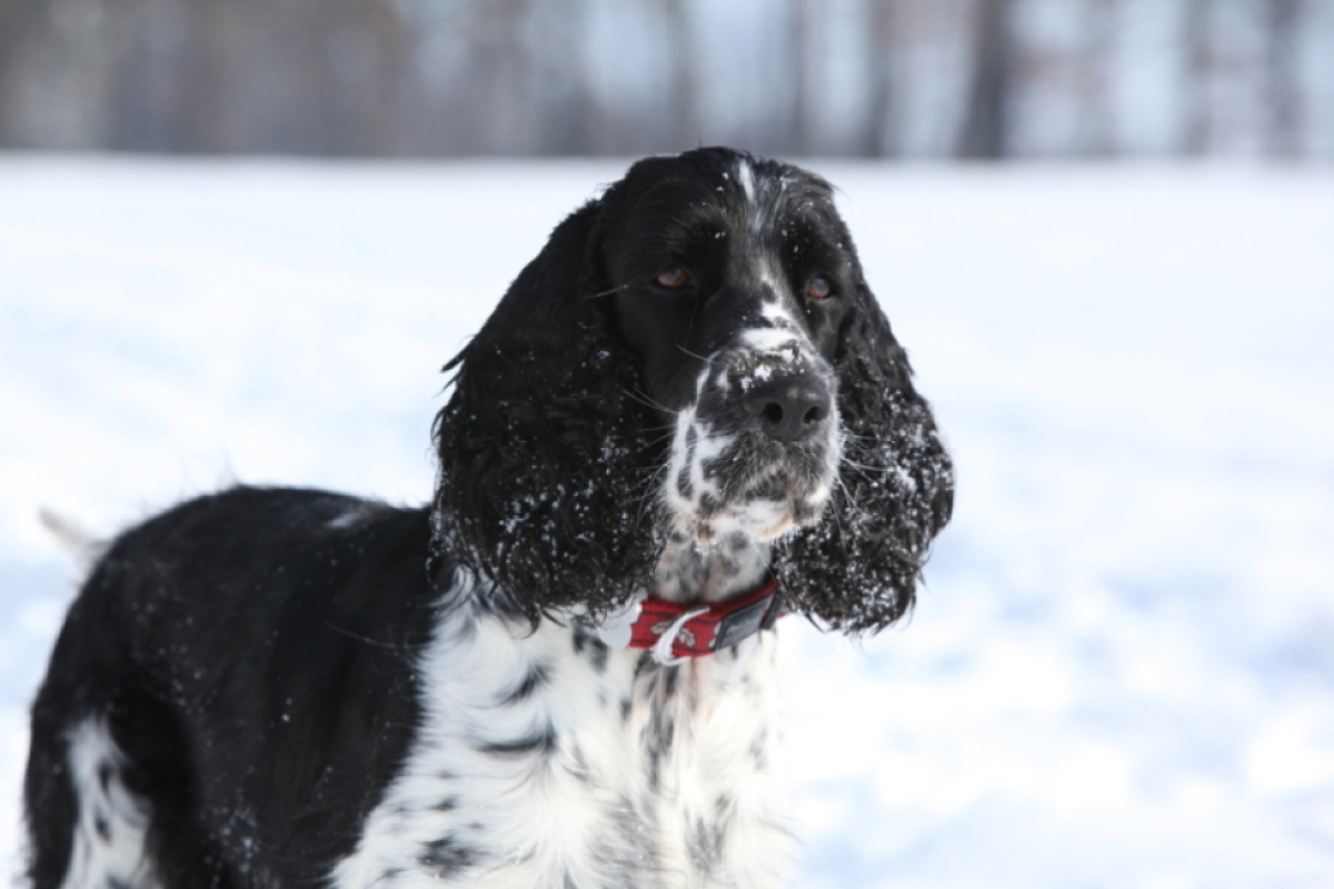 ANGLICKÝ ŠPRINGRŠPANĚL