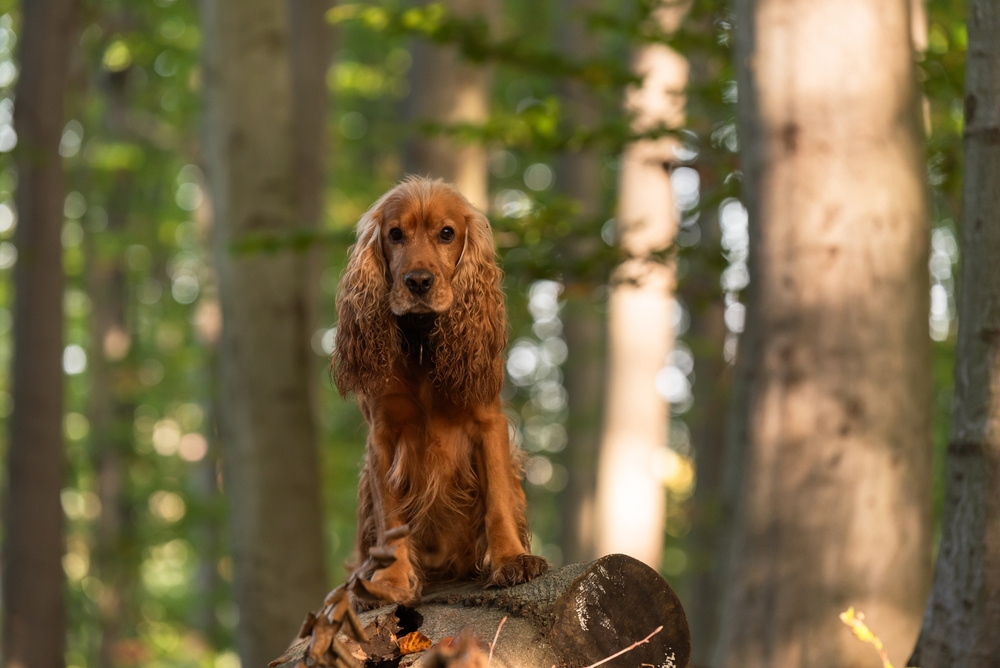 ANGLICKÝ KOKRŠPANĚL