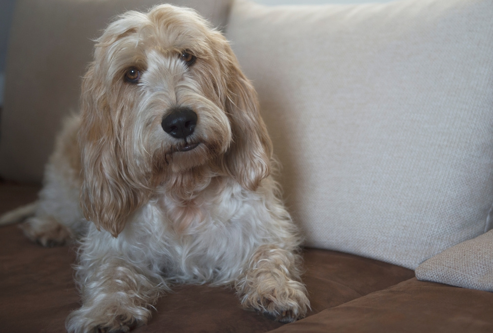 VEĽKÝ HRUBOSRSTÝ VENDÉESKÝ BASSET