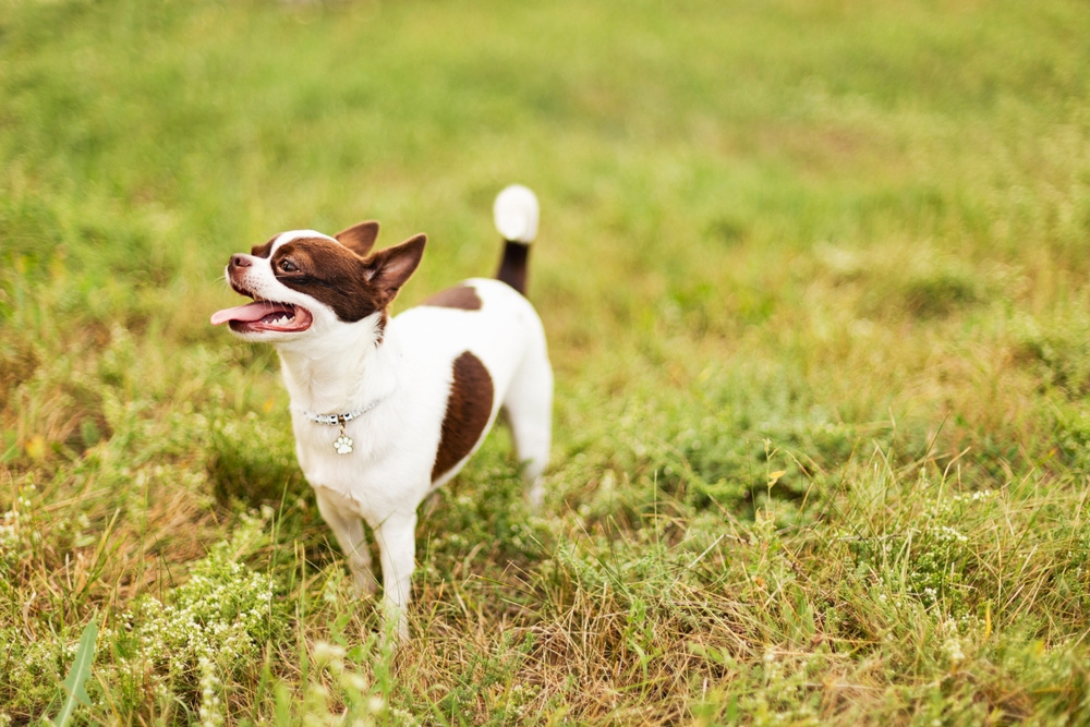 ČIVAVA KRÁTKOSRSTÁ