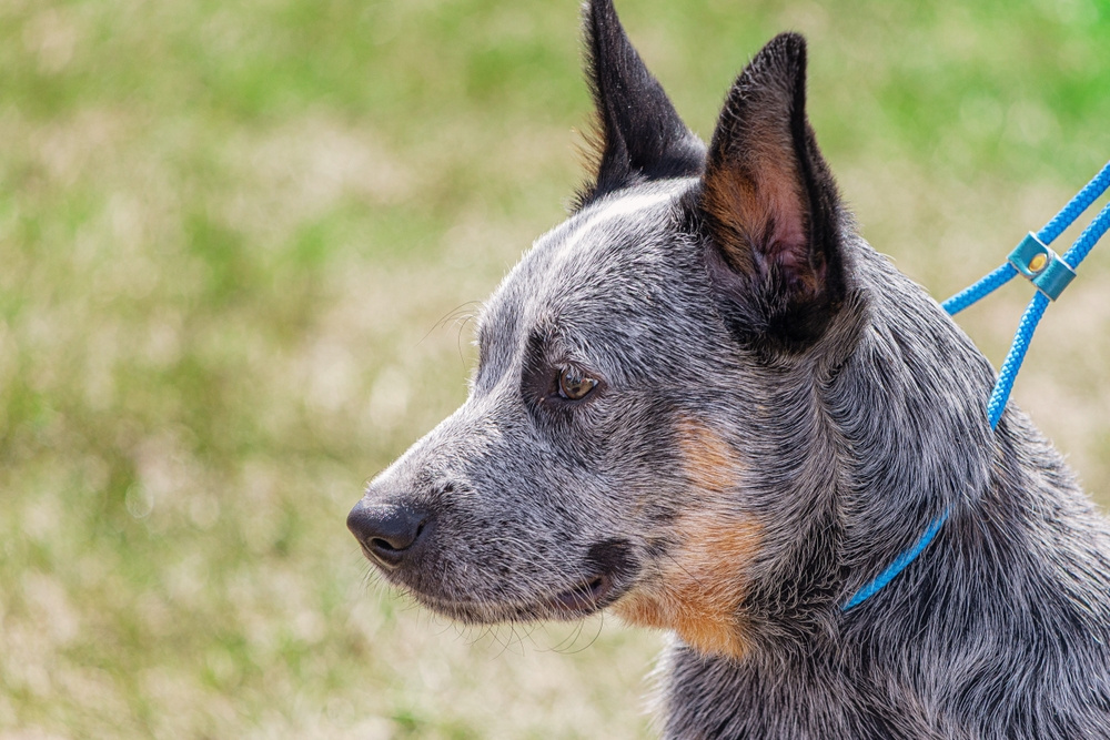 AUSTRALSKÝ HONÁCKÝ PES