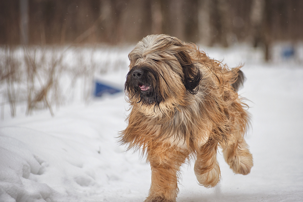 BRIARD