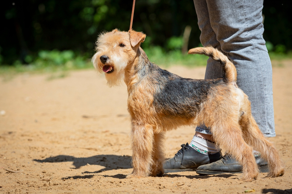 AIREDALE TERIER