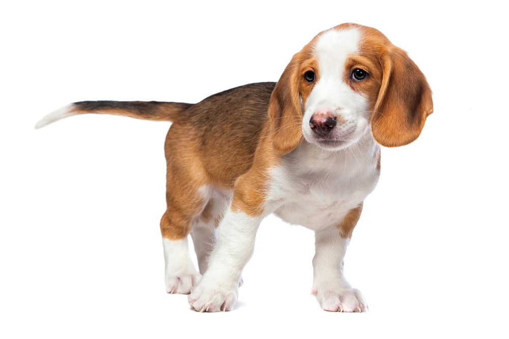 WESTFÁLSKÝ JEZEVČÍKOVITÝ HONIČ