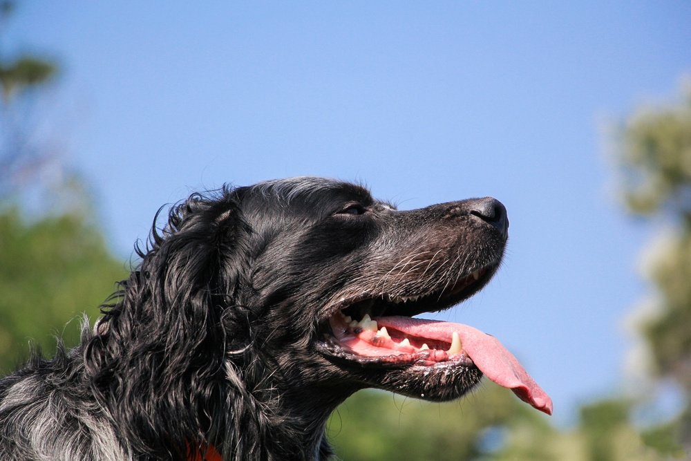 PIKARDSKÝ OHAŘ DLOUHOSRSTÝ