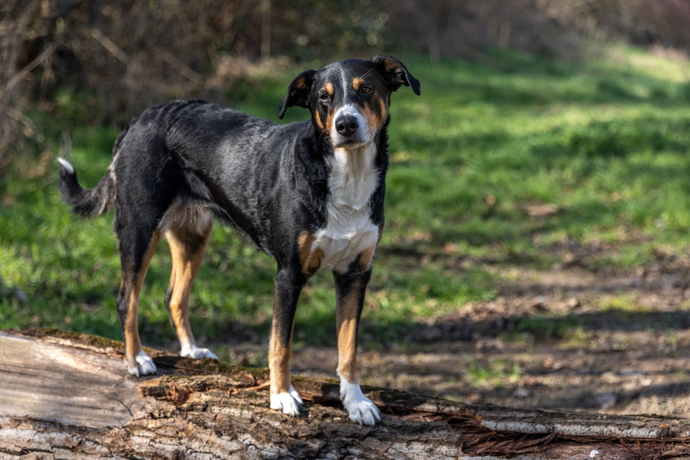 APPENZELLSKÝ SALAŠNICKÝ PES