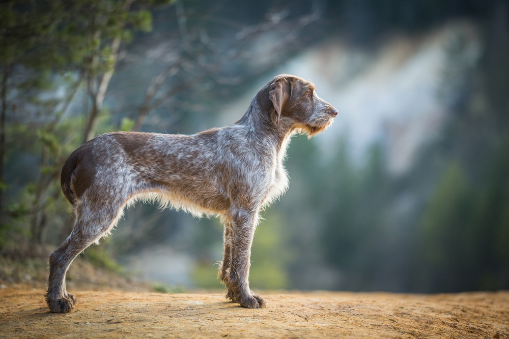 ITALSKÝ SPINONE