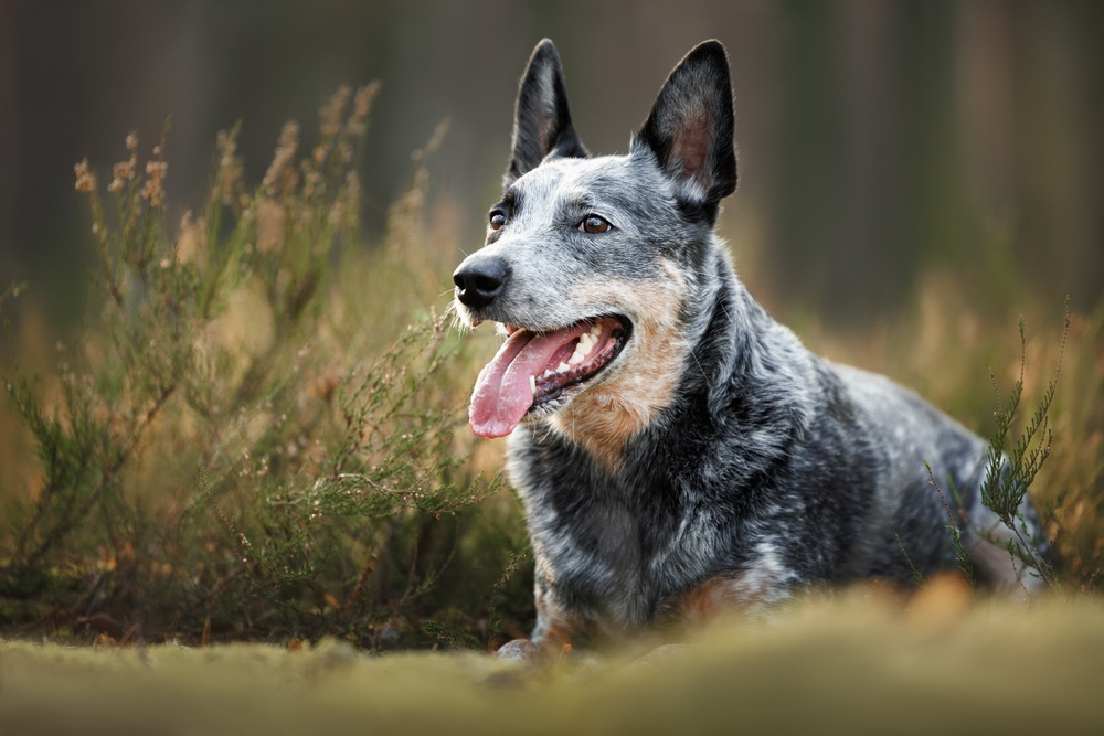 AUSTRALSKÝ HONÁCKÝ PES