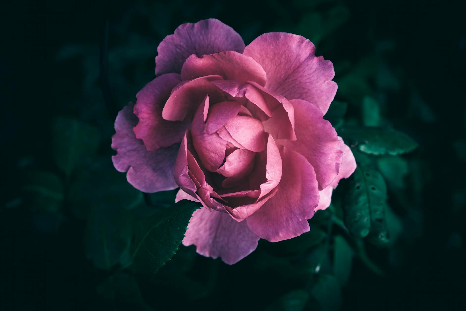 Olej na nehty a kůžičku s peptidy a zeleným čajem 29ml | BCL Spa