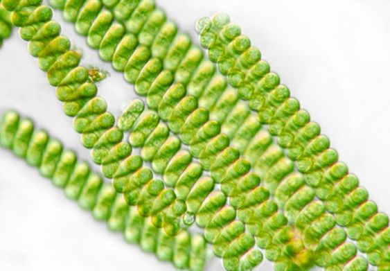 Spirulina - čekala byste od ní negativní účinky?