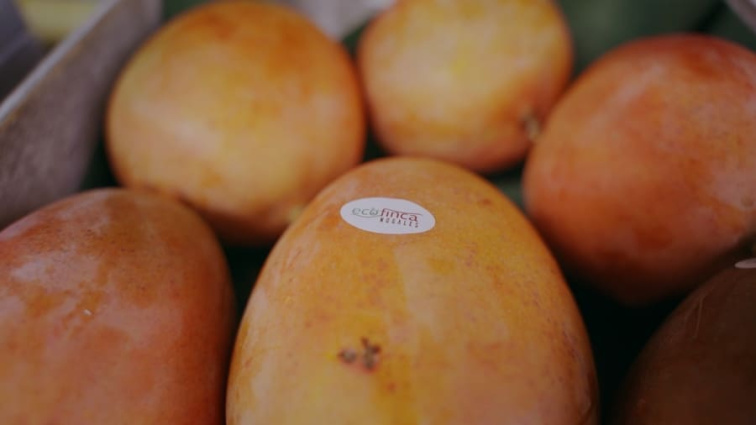 Čerstvé mango | Ostrovchuti