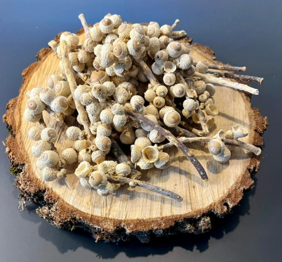 Zakomponujte úžasné prírodné dekorácie do vášho interiéru aj exteriéru. Ako na to?