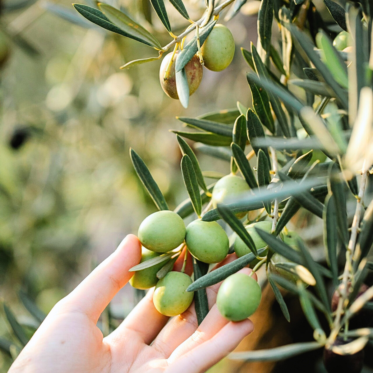 BIO olivový olej na salát 500 ml