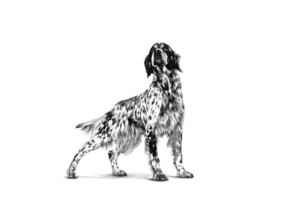 Royal Canin VCN Adult medium pre dospelé psy 4 kg