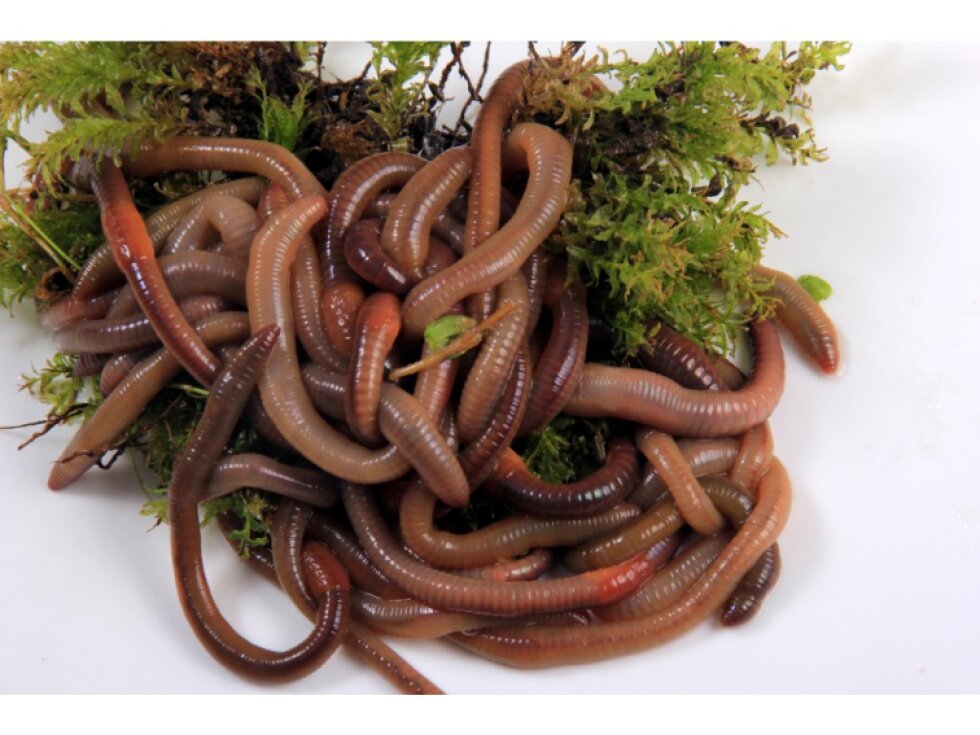 Kalifornské žížaly - násada 1500 ml