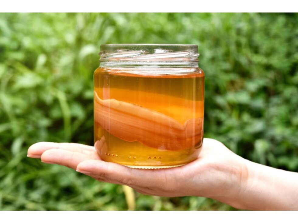 Česká kombucha houba SCOBY a velká násada 6 cm včetně 300 ml nálevu