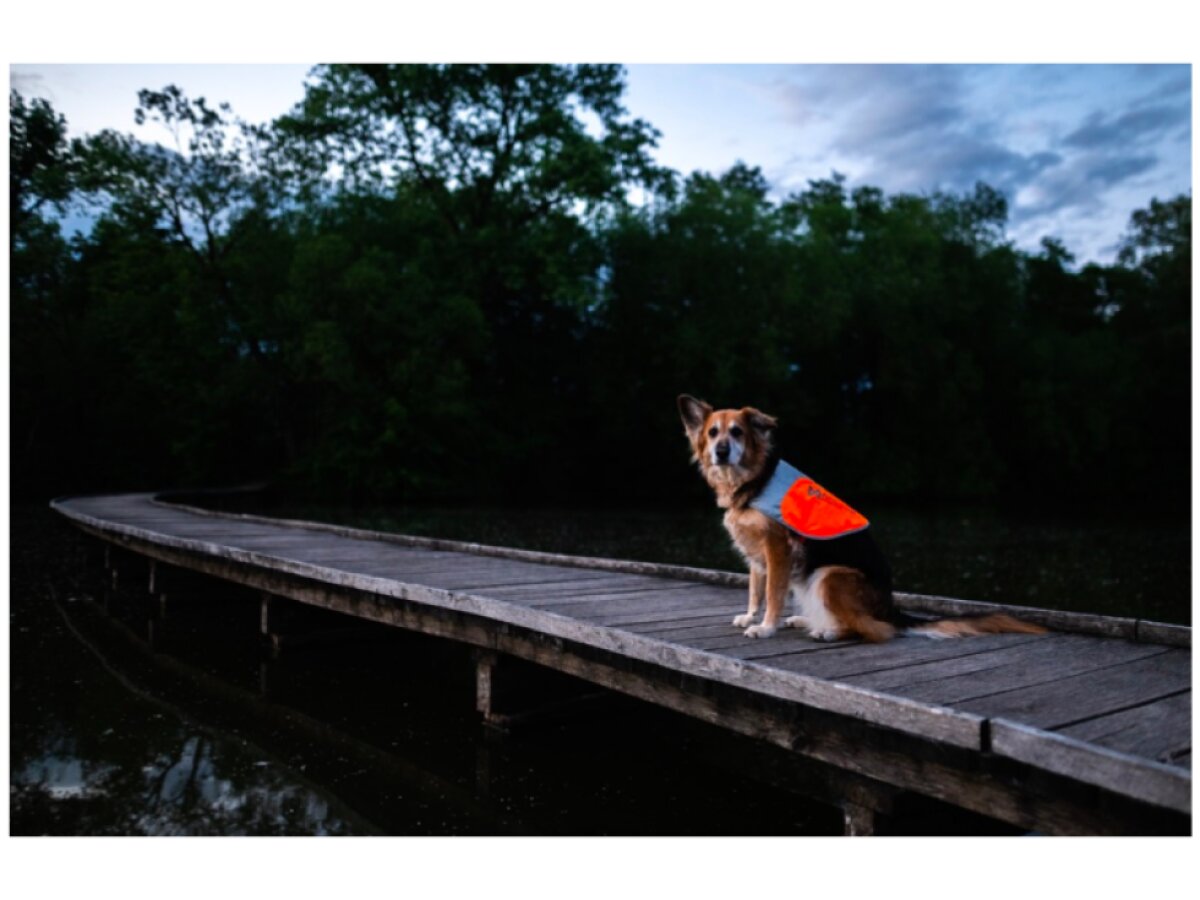 Reflexní vesta pro psy Non-stop dogwear