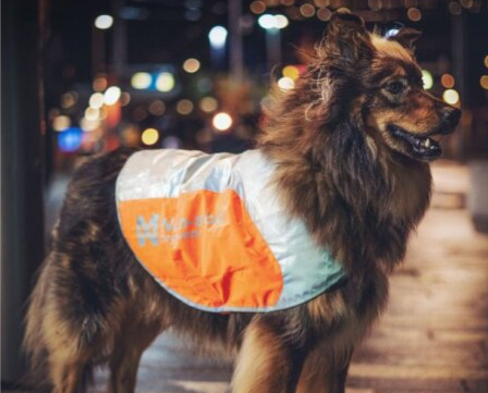 Reflexní vesta pro psy Non-stop dogwear